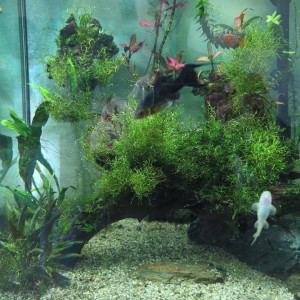 Donne poissons et escargots d'eau douce