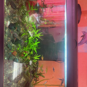 Lot de poisson a vendre