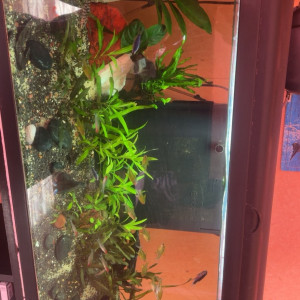 Lot de poisson a vendre