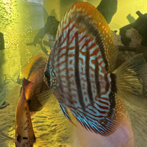 Discus de bonne qualité de 12/14 cm a vendre acheté chez jdl discus