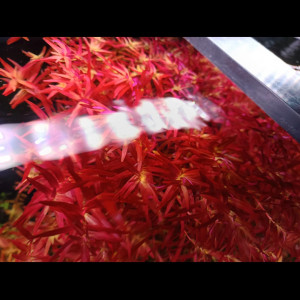 Rotala rouge