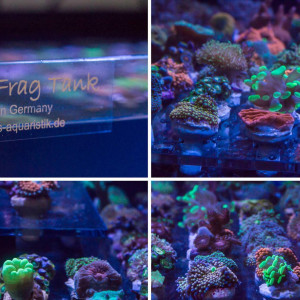 Boutures coraux pour aquarium recifal eau de mer