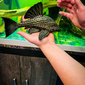panaque pleco L330 L190 L191