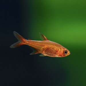 Hyphessobrycon amandae (tétras amande)