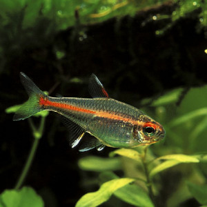 Poisson en dépression