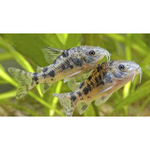 Lot de corydoras poivré
