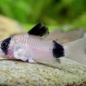 Corydora panda