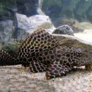 Pleco