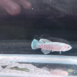 Vente - couple Nothobranchius Eggersi Blue