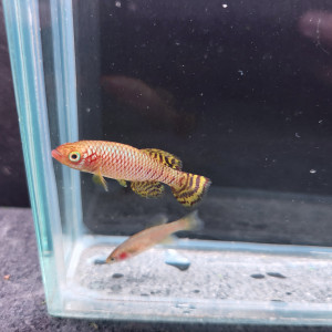 Vente - Couple Nothobranchius korthausae