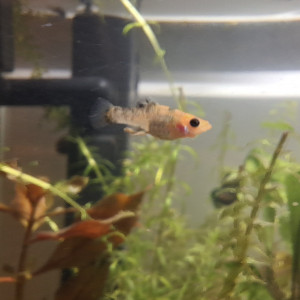 Je donne alevins / jeunes molly