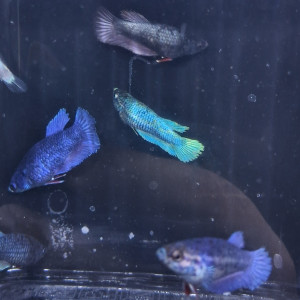 Betta plakat halfmoon femelles