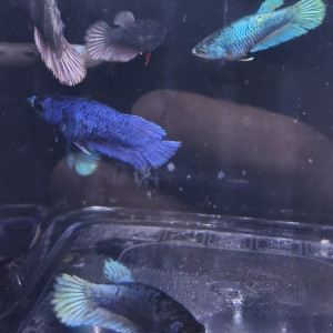 Betta plakat halfmoon femelles