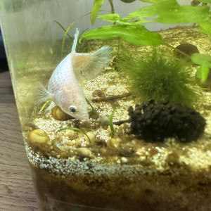 Femelle Betta cellophane