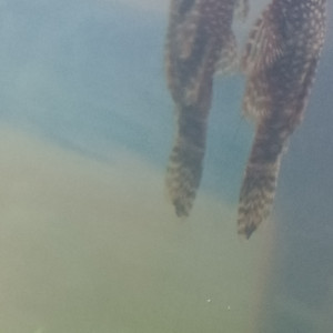 Pleco