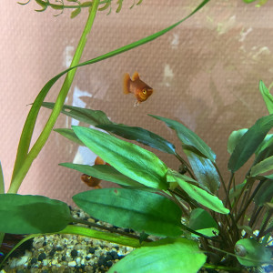 Don de 5 Platys mâles