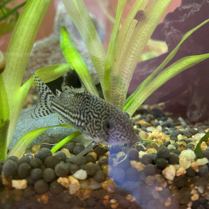 Don d’un corydoras
