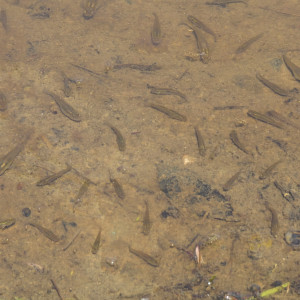 Gambusie mangeur de moustiques