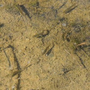 Gambusie mangeur de moustiques