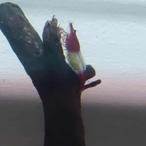 Vend Neocaridina Red Rili