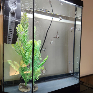 Poisson bébé scalaire