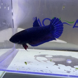 Betta plakat bleu