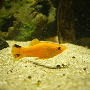 Lot aquarium : 3 molly + 1 ancistrus