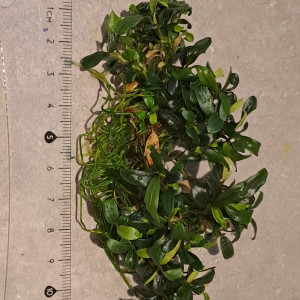 Bucephalandra micrantha needle leaf
