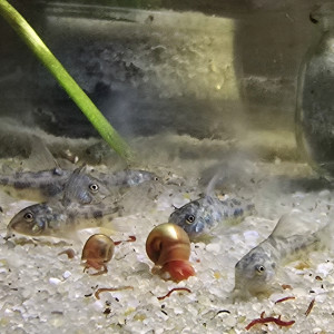Corydoras poivré