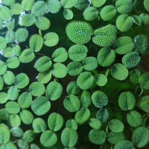Salvinia Minima