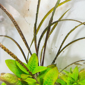 Cryptocoryne Crispapula