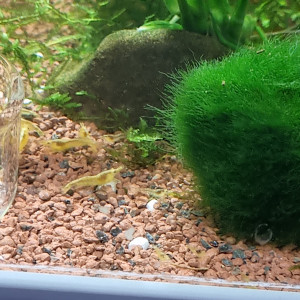 Crevettes néocaridina yellow neon