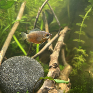 Gourami miel (Trichogaster chuna) femelle red