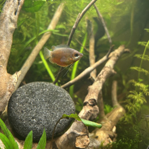 Gourami miel (Trichogaster chuna) femelle red