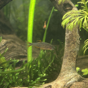 Don 2 Danio margaritatus (Galaxy)