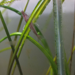 Crevettes déclassées