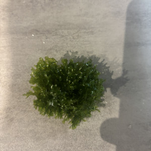 Varech d’eau douce