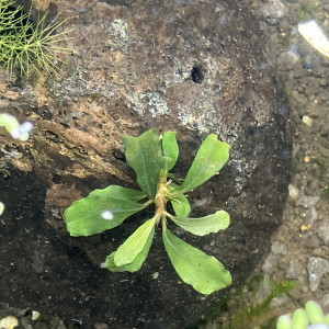 Demi noix ? coco avec Bucephalandra et caverne
