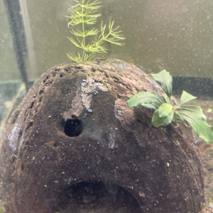 Demi noix ? coco avec Bucephalandra et caverne