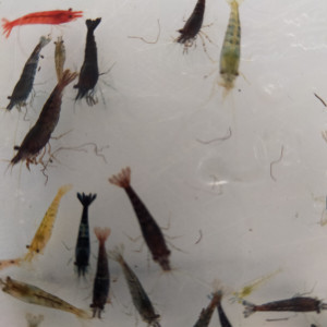 Neocaridina davidi déclassées