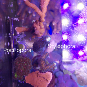 Montipora / Pocillopora / Stylophora