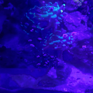 Euphyllia paraancora 4 tètes