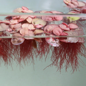 Phyllanthus  fluitans