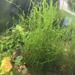 Plusieurs plantes dont des epiphytes