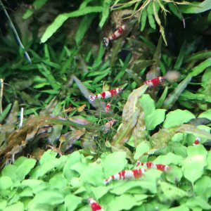 CREVETTE CARIDINA CANTONENSYS CRS