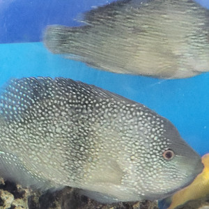 cichlides americains texas cpl adulte +-22cm