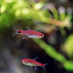 Recherche Tetra rubis (Axelrodia riesei)