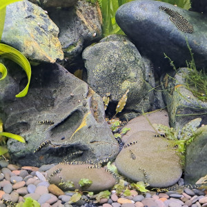 Sewellia sp. spotted SEW01