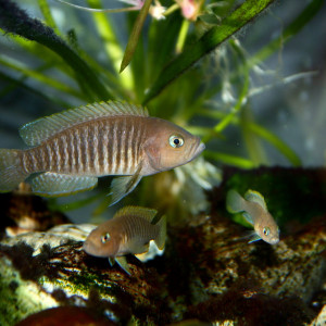 neolamprologus multifasciatus