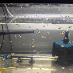 Jeunes scalaires Koi – 3 cm – Bretagne (Brest)